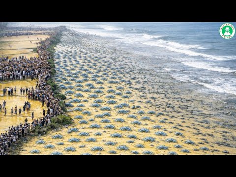 Blue crabs ATTACK, CAUSING DISASTER on the Italian coast - What happened has SHOCKED SCIENTISTS
