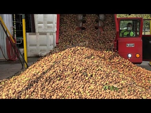 How Billions Of Almond, Cashew, Pecan and Macadamia Nuts are Harvested and Processed