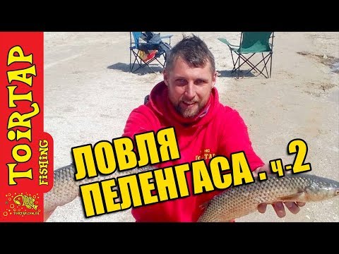 Подготовка снастей для ловли пеленгаса. Хитрости местных рыболовов.
