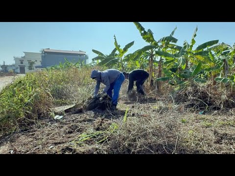Eye-catching transformation of messy sidewalks - CLEAN UP overgrown hallways