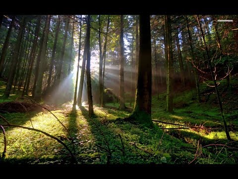 Звуки леса (кукушка, сверчки, пение птиц, ветерок) п. Березовка Хабаровский край