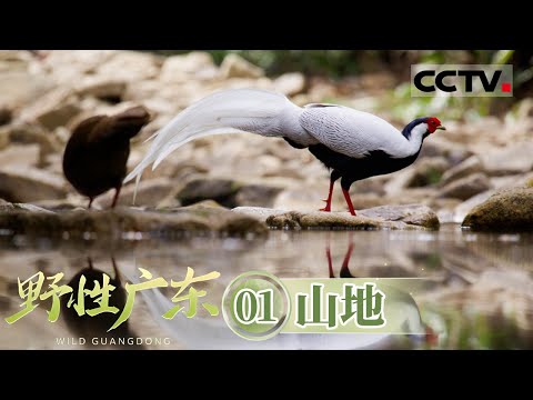 《野性广东》01 山地:一起看见 岭南大地上生生不息的“野性浪漫”!【CCTV纪录】