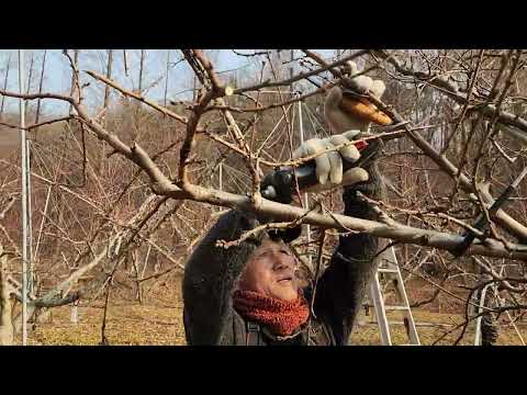 45년 경력 고수분이 알려주는 경봉복숭아 전지잘하는방법.신비복숭아전지교육.2월5일수요일.전화:010-3545-6514.