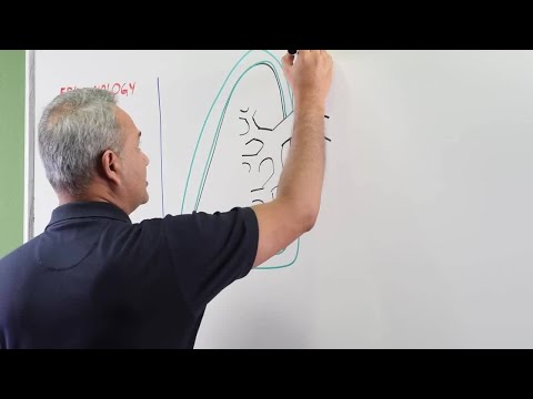 Primary Tuberculosis (part 1)