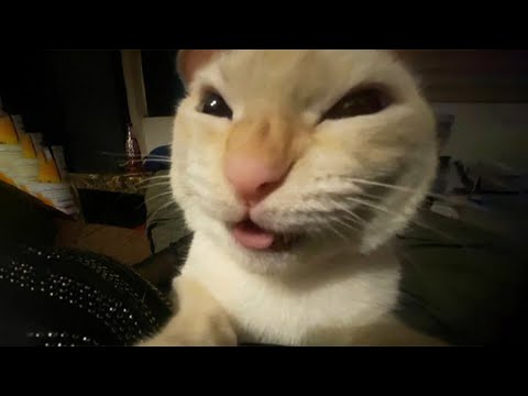 Best Funny Cat Videos Compilation 2025 | Try Not To Laugh Part #1