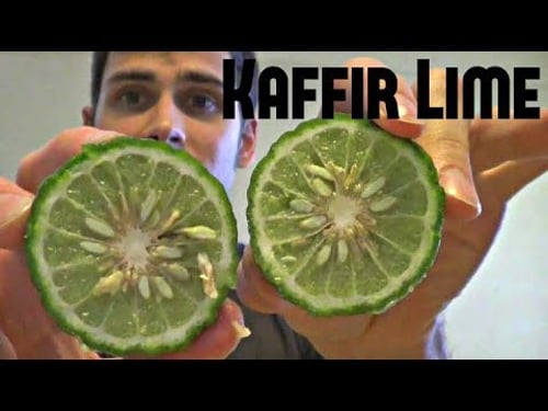 Makrut Lime Review - Weird Fruit Explorer : Episode 12