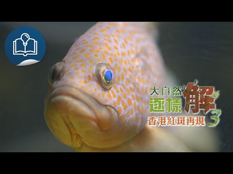 大自然逐樣解3:香港紅斑再現?