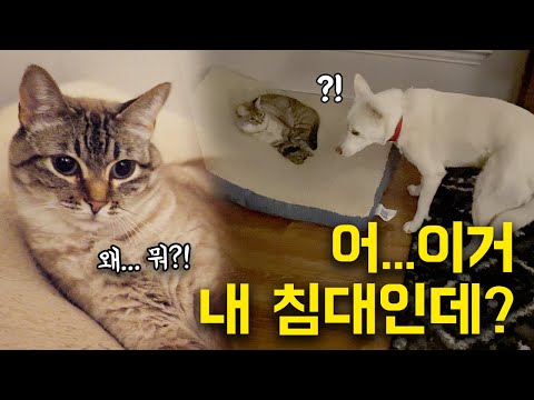작은 고양이에게 애착 침대를 뺏긴 진돗개 공주의 귀여운 행동 ㅋㅋ