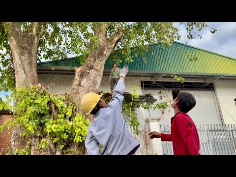 Super bodhi tree sawing, In Long Binh town, high-tech tree sawing