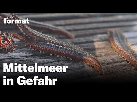 Mittelmeer in Gefahr – wie der Klimawandel das Leben unter Wasser verändert | Doku NZZ Format