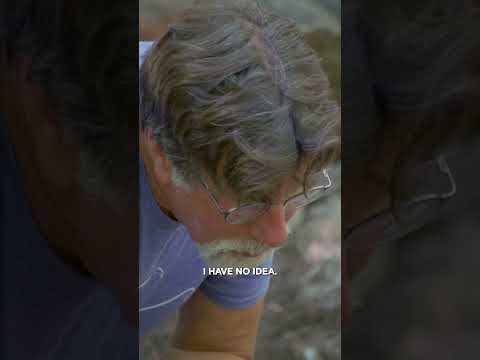 The Most Interesting Find Yet! | The Curse of Oak Island | #shorts