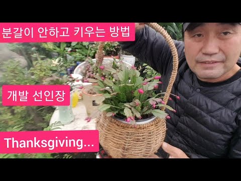 '게발 선인장' 식물 초보자가 분갈이 안하고도 손쉽게 키우는 3가지 방법