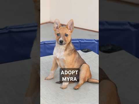Meet Myra! This Adorable puppy has found her forever home. #rescuedog #puppy