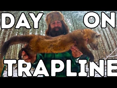 A Day on the Trapline (Marten and Fisher)