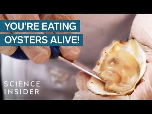 Why We Eat Oysters Alive