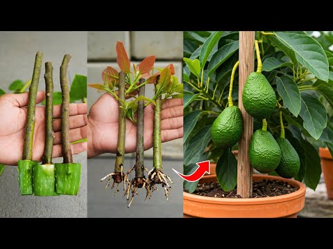 🌿How to Grow🥑Avocado Trees from Cuttings Step-by-Step Guide!