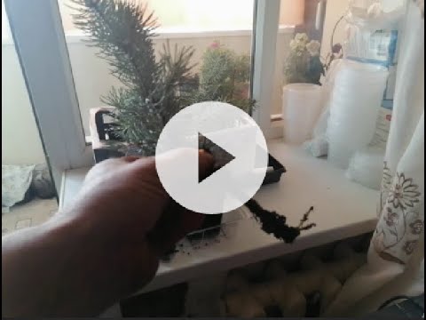 Голубая ель От черенка до корнеобразования Укоренение 100% (Blue spruce cuttings)