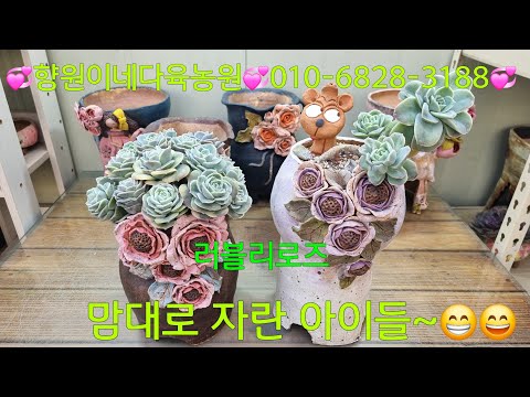 (25.12.18.Thu)๐Lovely Rose๐A rare sight these days~๐๐