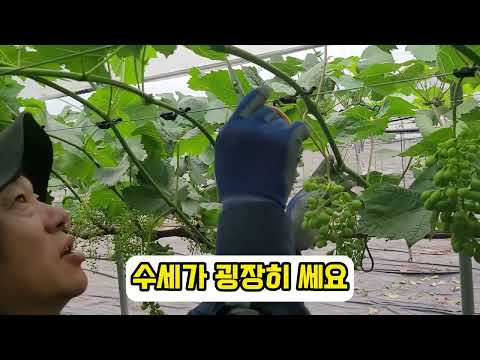 유기농 포도 1차 알솎기(실전편)_쥬얼머스켓 #유핵재배 #유기농 #무농약 #친환경포도 #알솎기 #한살림 #쥬얼머스켓 #샤인머스켓재배기술
