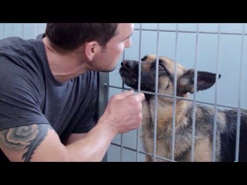 Rescuing a German Shepherd for a Veteran with PTSD