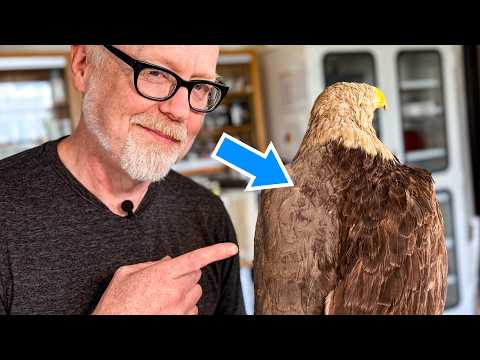 Restoring a Bald Eagle When Its Feathers Are Illegal