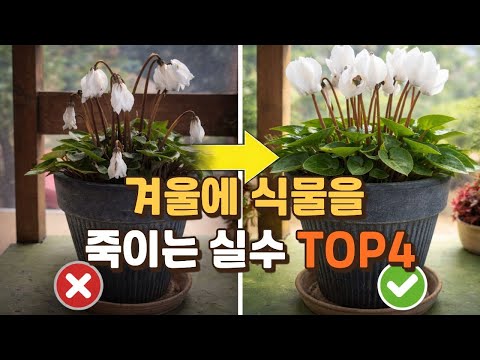 Top 4 Mistakes That Kill Plants in Winter