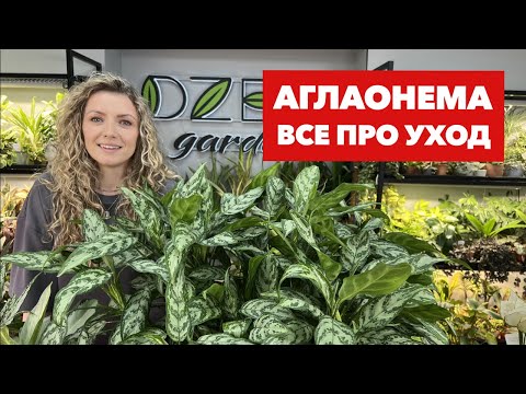 Aglaonema » Basic Rules for Caring for Aglaonema