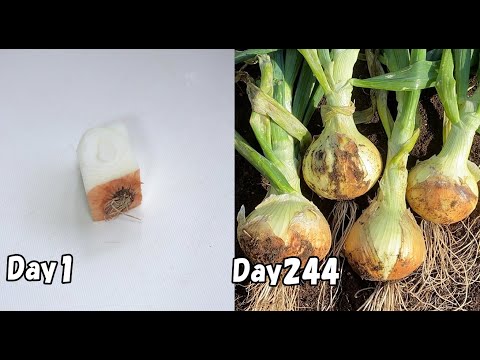 How to regrow onions from kitchen scraps