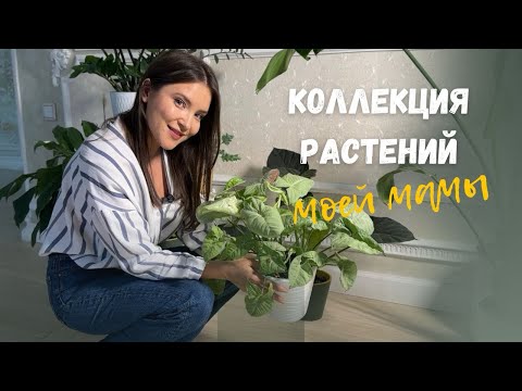 Коллекция РАСТЕНИЙ моей мамы| ЗЕЛЁНЫЙ РАЙ 🪴