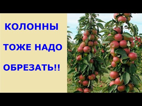 Подробно об обрезке колонновидных яблонь