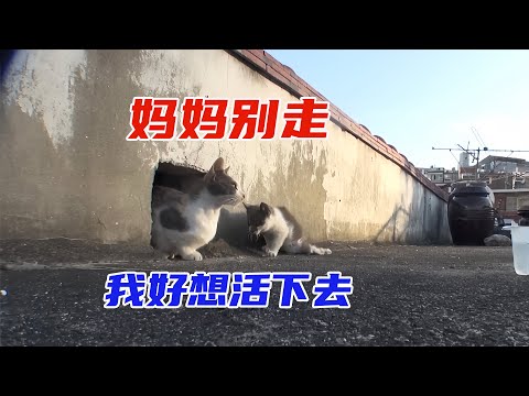 「久病床前無孝子」,動物也逃不過這一劫?