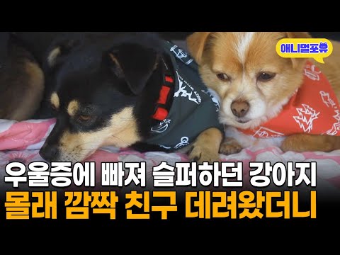 우울증에 빠진 강아지 위해 새 친구 데려왔더니 | KBS 동물극장 단짝 220430 방송