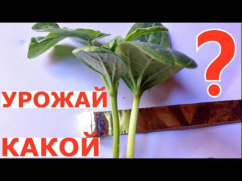 Самые ВАЖНЫЕ и ПОДРОБНЫЕ детали ПРИВИВКИ тыквенных культур