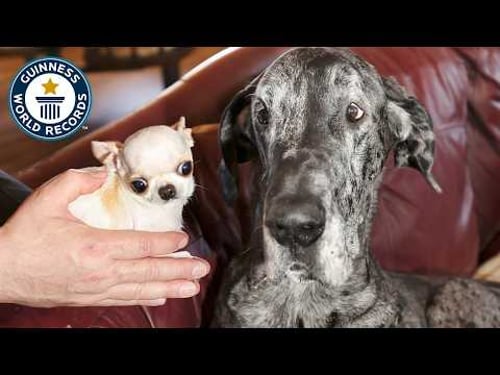Tallest Dog Meets Smallest Dog - Guinness World Records