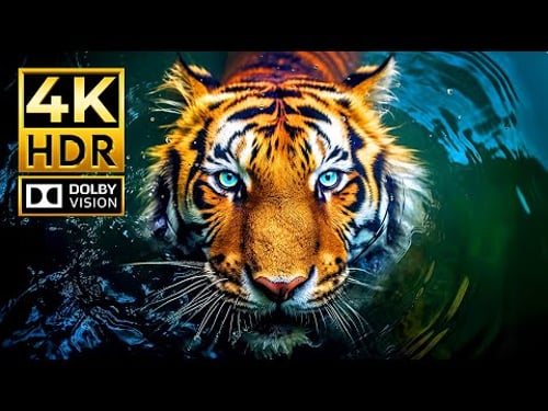 STUNNING 4K ANIMAL WORLD VIDEO | 4K HDR 120 fps Dolby Vision