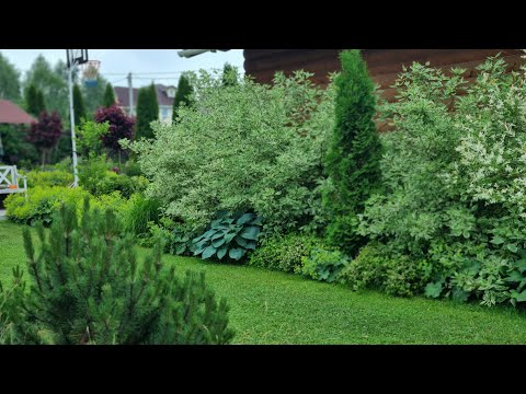 Perennials for the front edge of the flower bed.