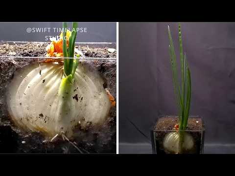 I Grew ONION Plant after Cutting | TIME LAPSE