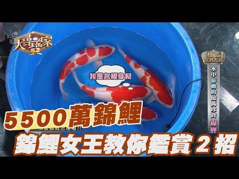 【精華版】世界最貴!5500萬錦鯉之王「S傳說」她標下!錦鯉女王教你鑑賞2招
