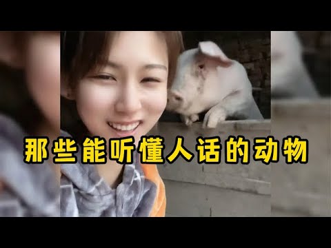 盘点那些能听懂人话的动物,原来动物真能听懂人话,不去上学可惜了