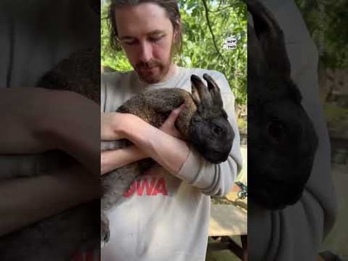 Singer Hozier Interacting With Farm Animals Warms Our Hearts