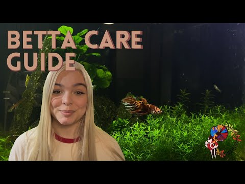 Betta Care Guide - A beginners guide on how to care for betta fish