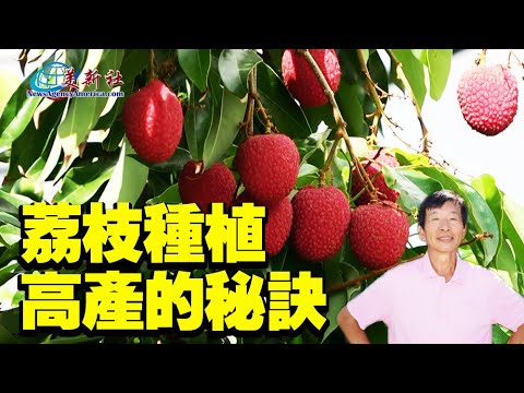 The secret of high yield of Lychee planting
