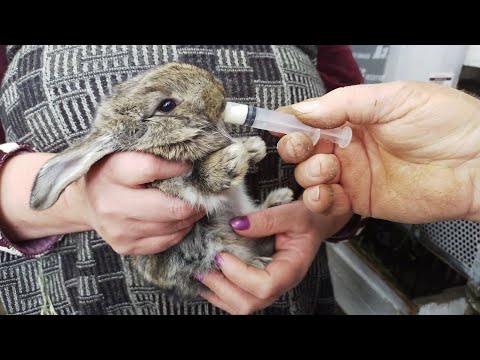 Как выкормить маленьких крольчат. 13 ти дневные крольчата остались без мамы