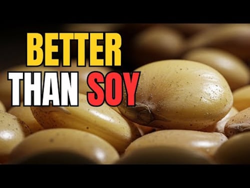 This Crop Competes With Soy for Protein — Without Chemicals or GMOs. Why Was Lupin Replaced?