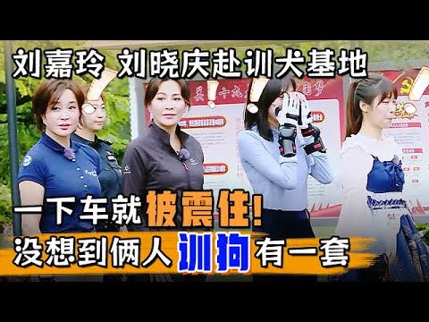 刘嘉玲与刘晓庆赴训犬基地实习,一下车就被震住!没想到刘嘉玲训狗有一套,太权威了【悦悦有约】#刘嘉玲 #刘晓庆