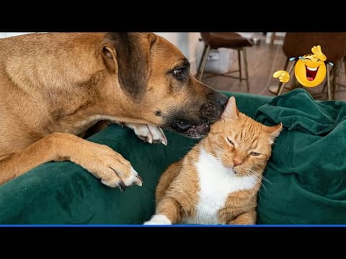 The Funniest Dog Moments Compilation ๐น๐ถ Best Of The Funny Animal Videos