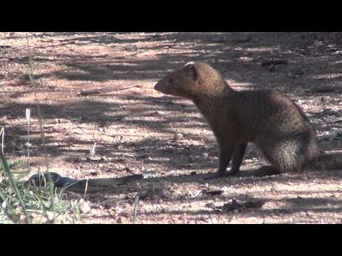 Slender mongoose kills black mamba - FULL VIDEO