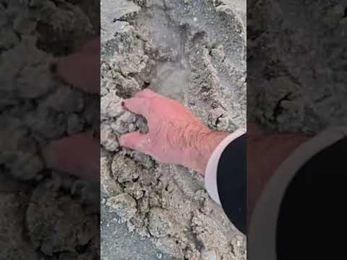 Terrifying Sea Creature