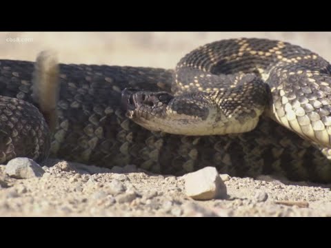 San Diegan survives bites from rattlesnake at Torrey Pines Beach