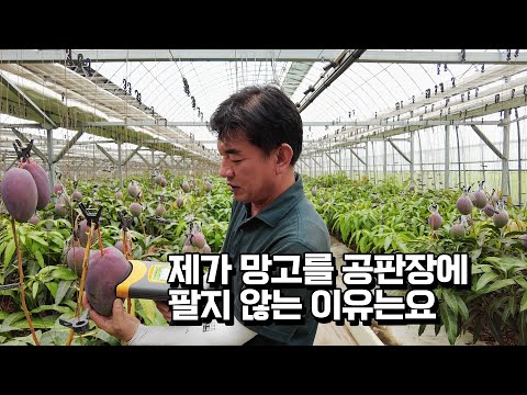 1200평 6년차 애플망고 농사 수익은? 망고도 샤인머스켓처럼 시장포화일까?